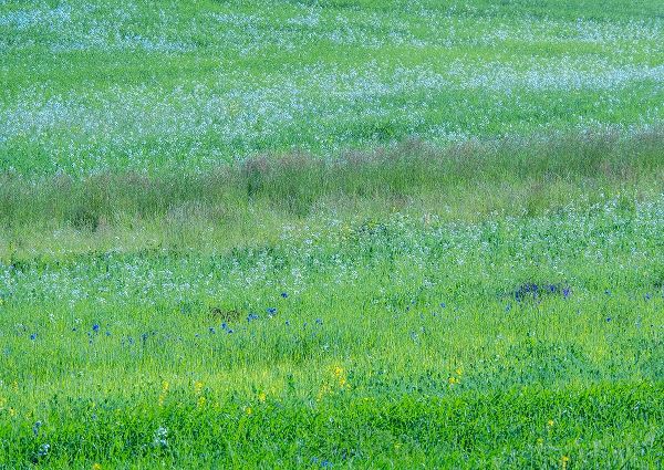Gulin, Sylvia 아티스트의 USA-Washington State-Palouse grass fields that were not being farmed작품입니다.
